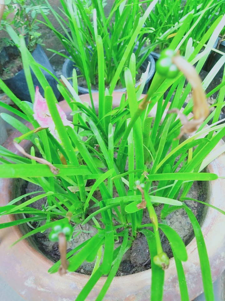 plant