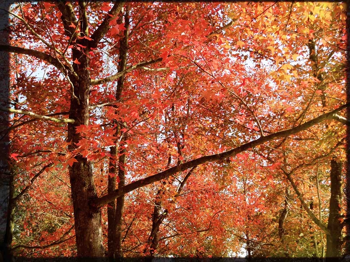 Autumn