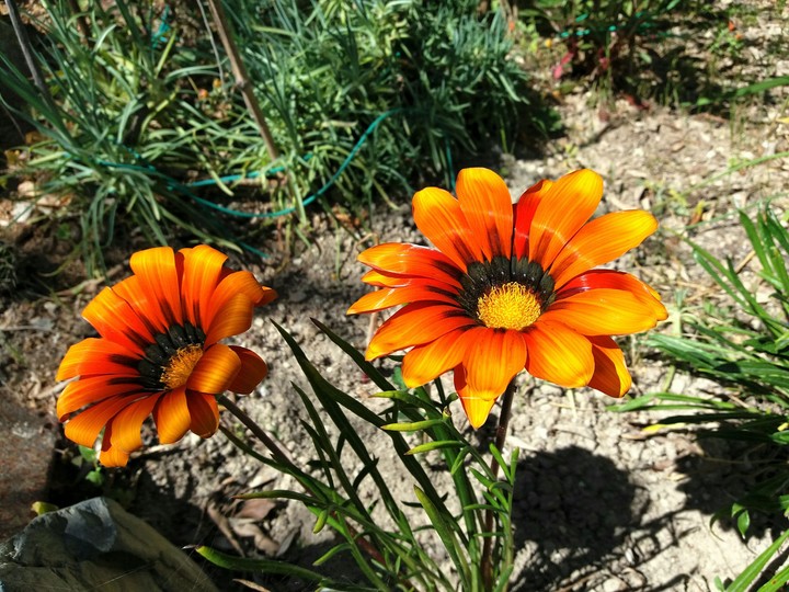 Flowers