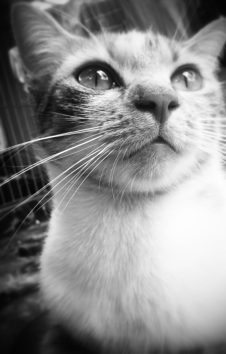 Amora