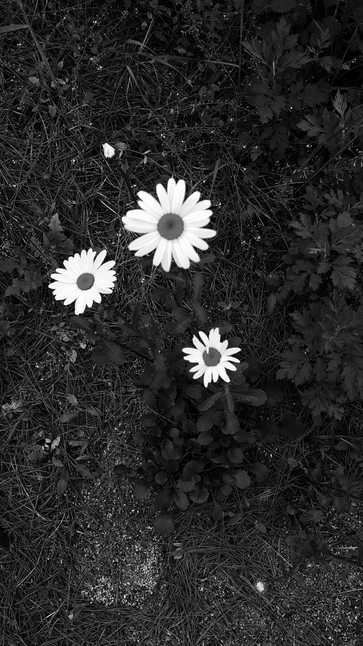 dark with beauty
