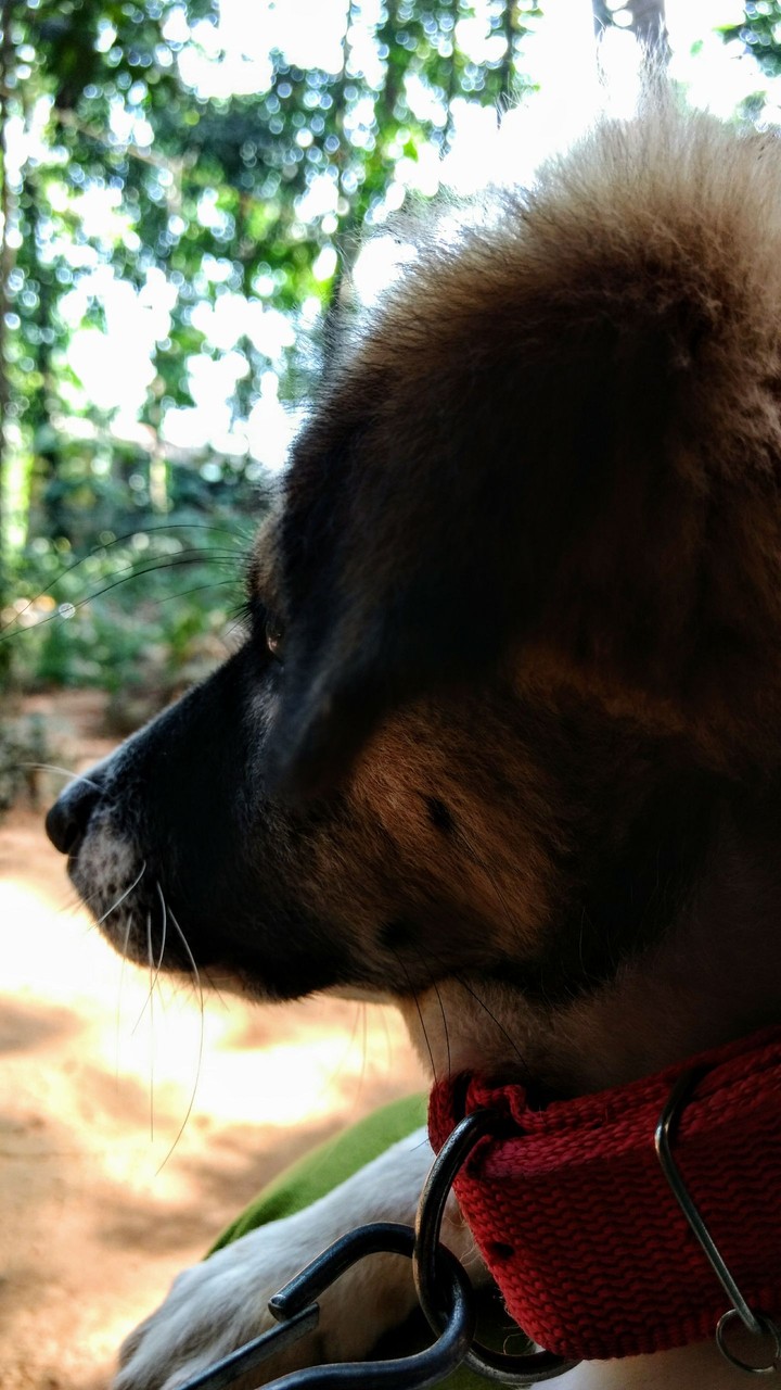 maximus