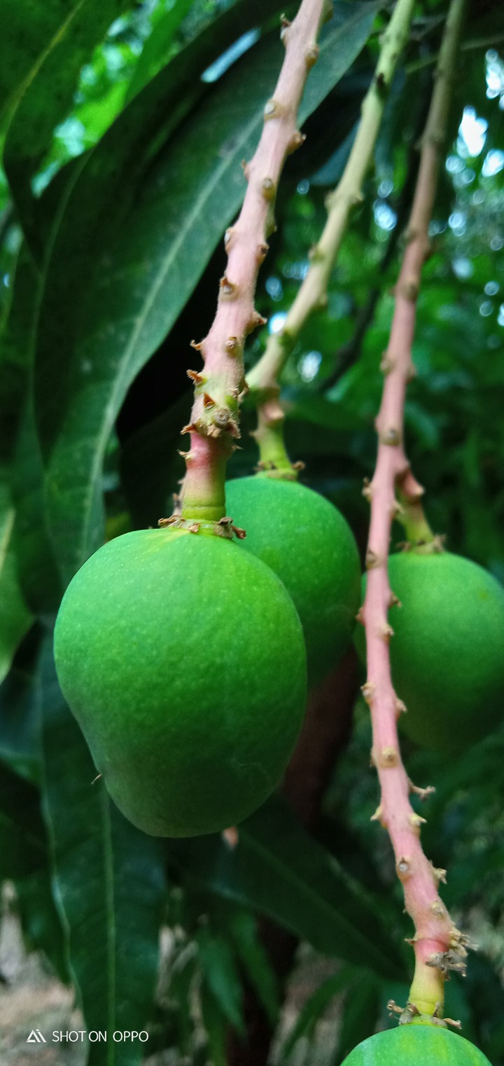 Green Mango