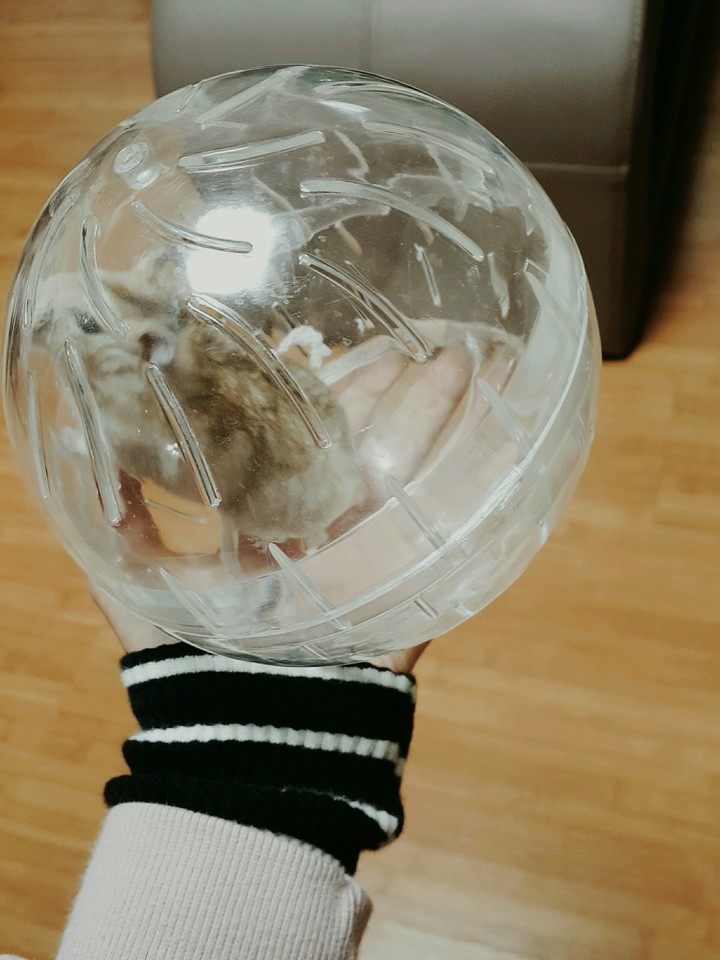 내 햄쮜 ㅋㅋㅎㅎ