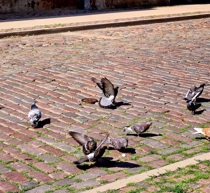 The bird fight :)