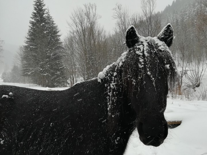 horse