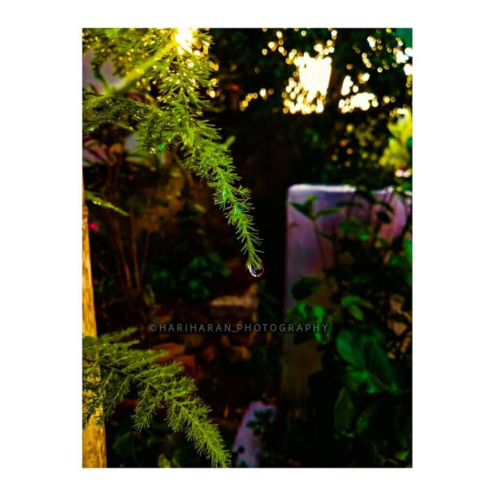 ||| •Evening Shine• |||