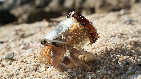 crab got a new home.