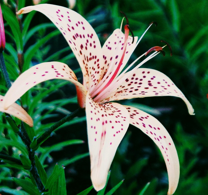 lily
