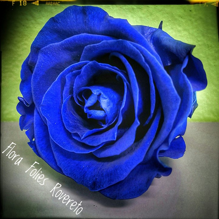 blue rose...