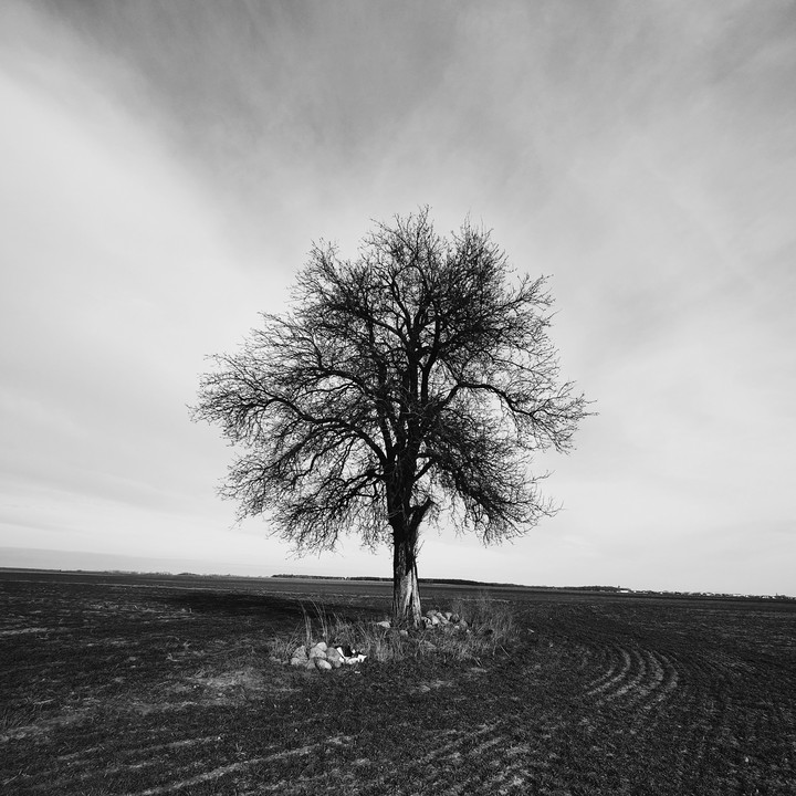 Tree in the middle of nowhere