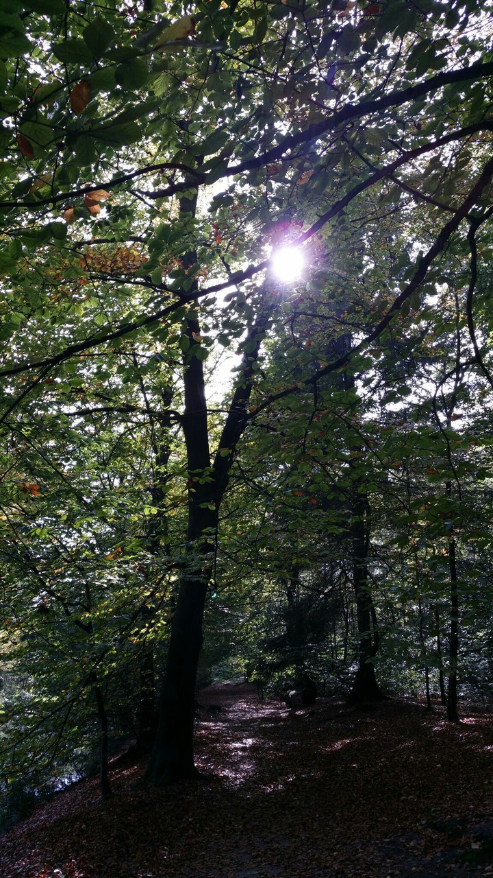 Forrest sun