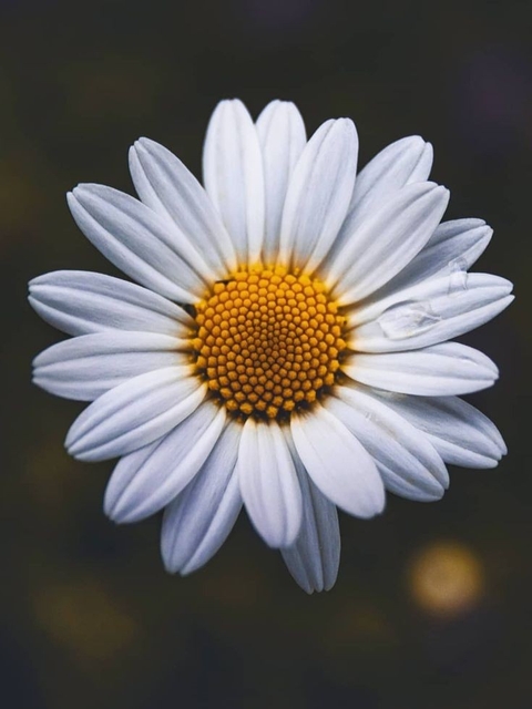 flower, petal वॉलपेपर