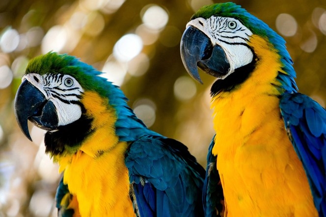 arara brasil
