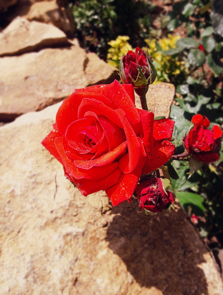 rose flower