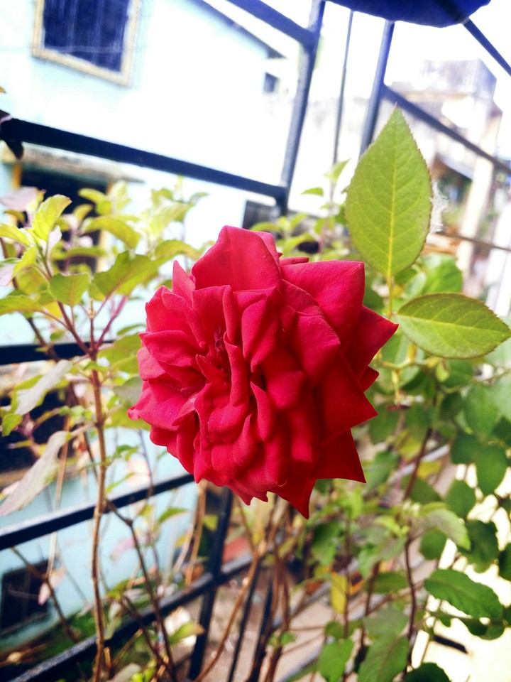 rose