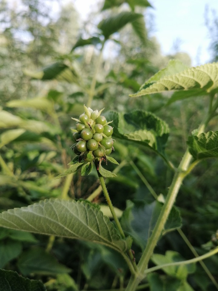 fruits