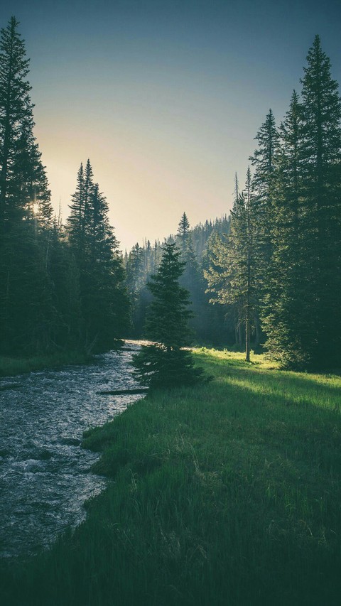 Forest