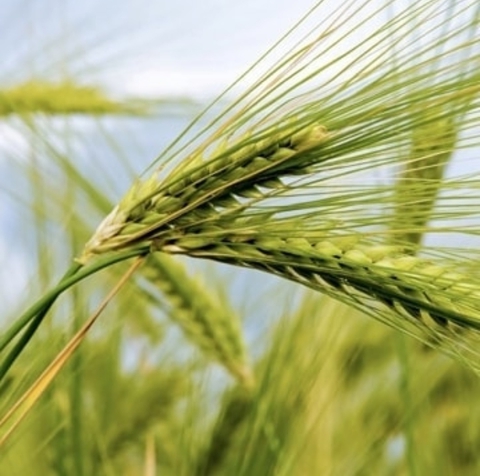 Wheat field