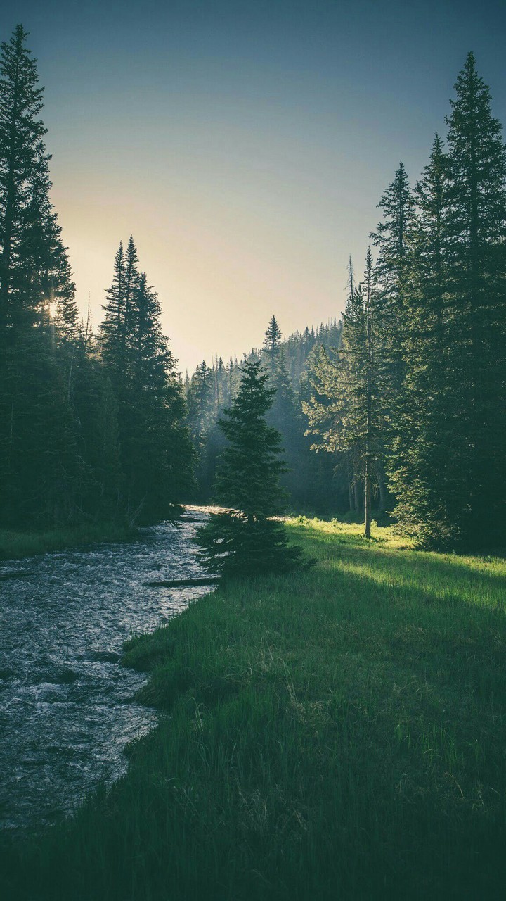 Forest