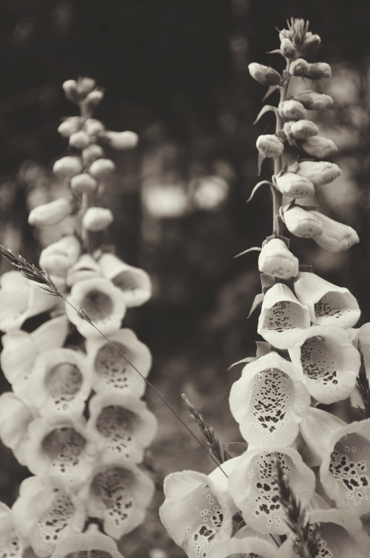 foxglove