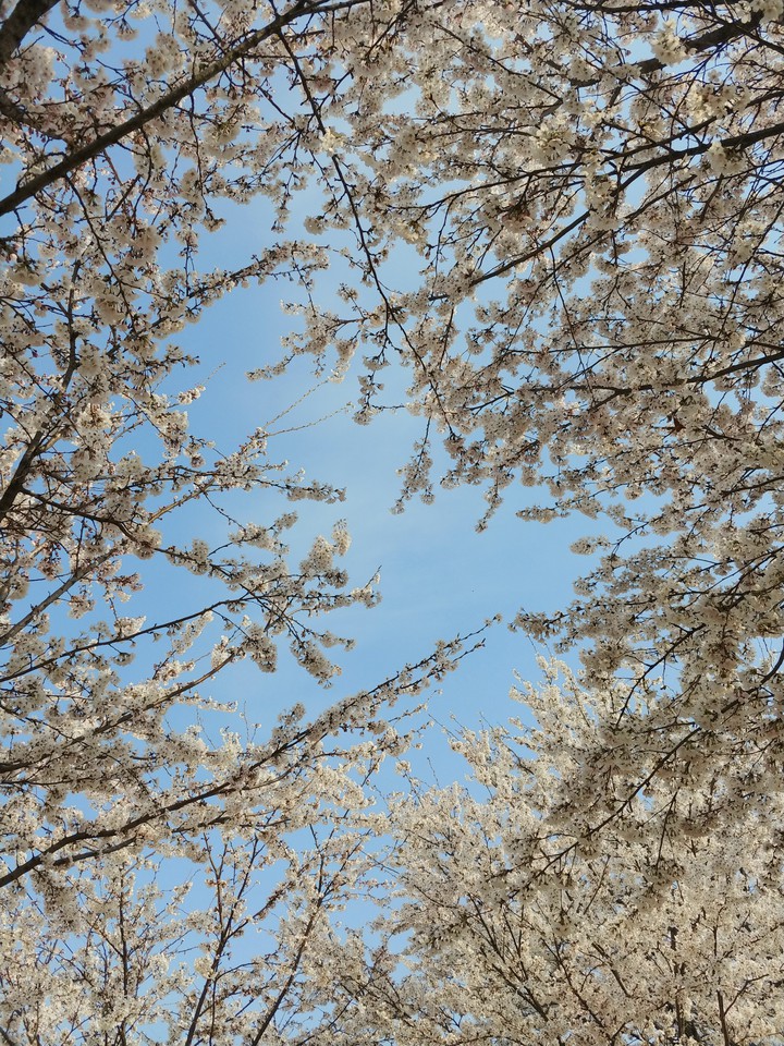 벚꽃