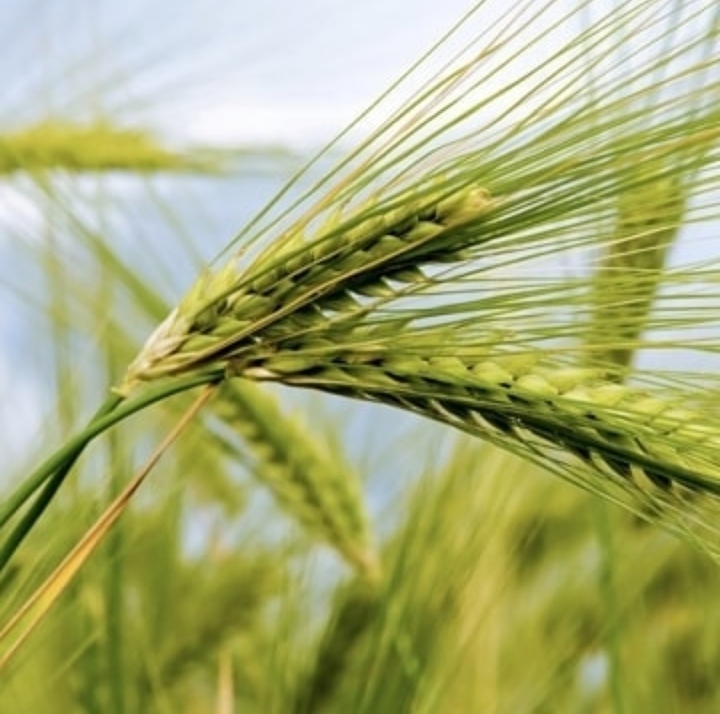 Wheat field