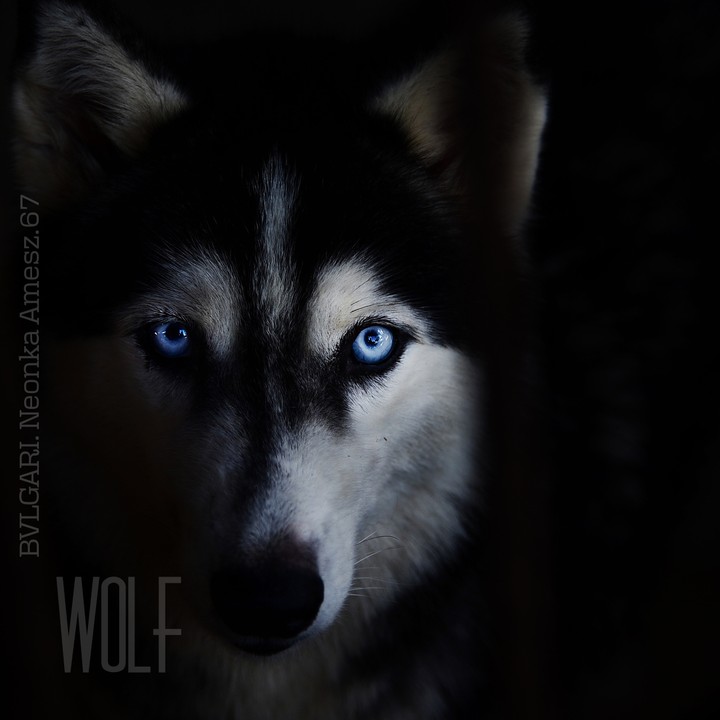 hasky