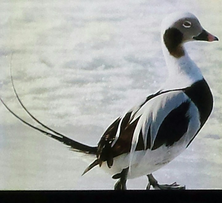 duck