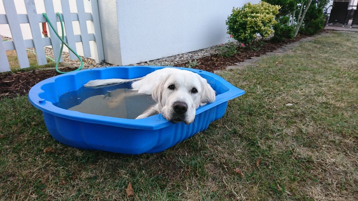 Bella genießt das Wasser