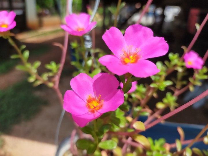 flower