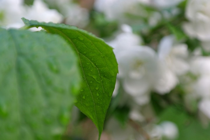 flower