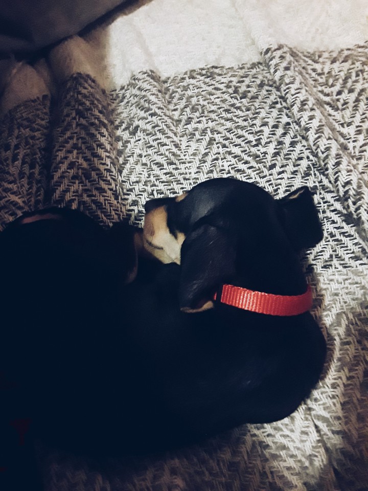 adorable sleeping puppy