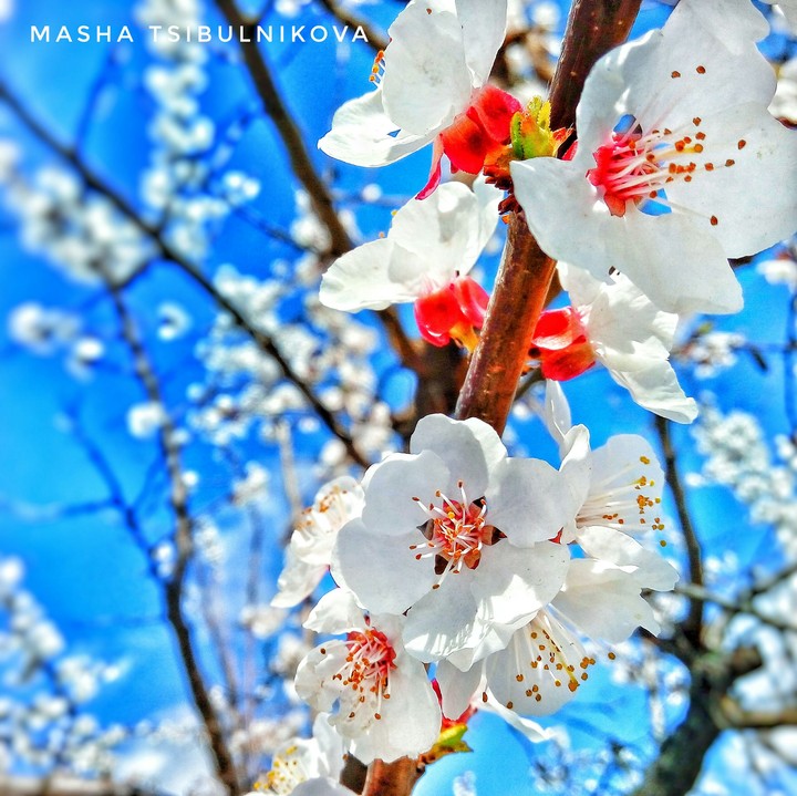 spring flowers