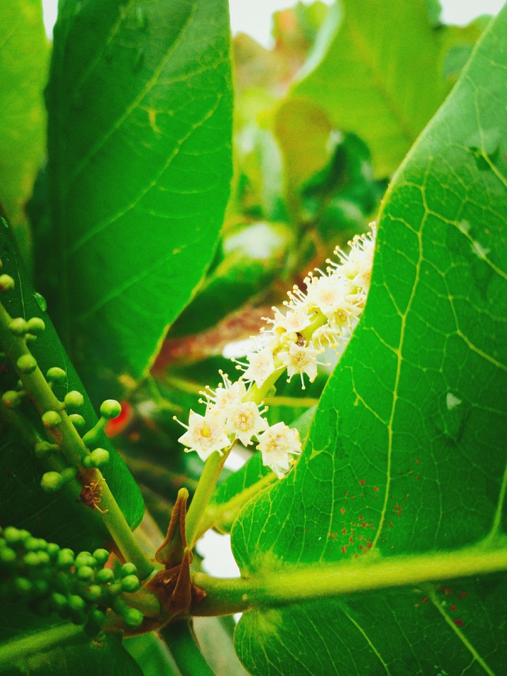 flower with green