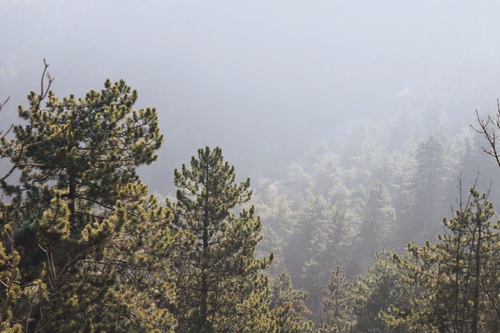 Pines
