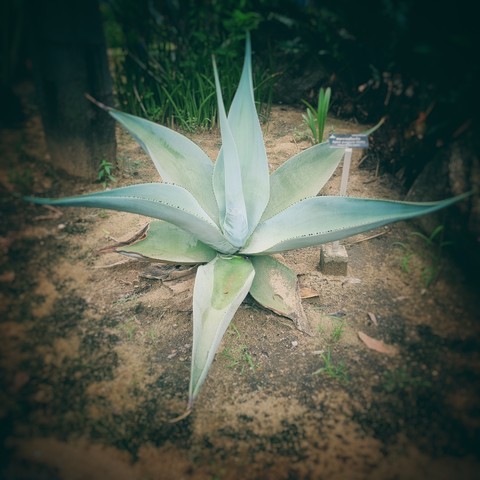 plant, grass Hintergrundbilder