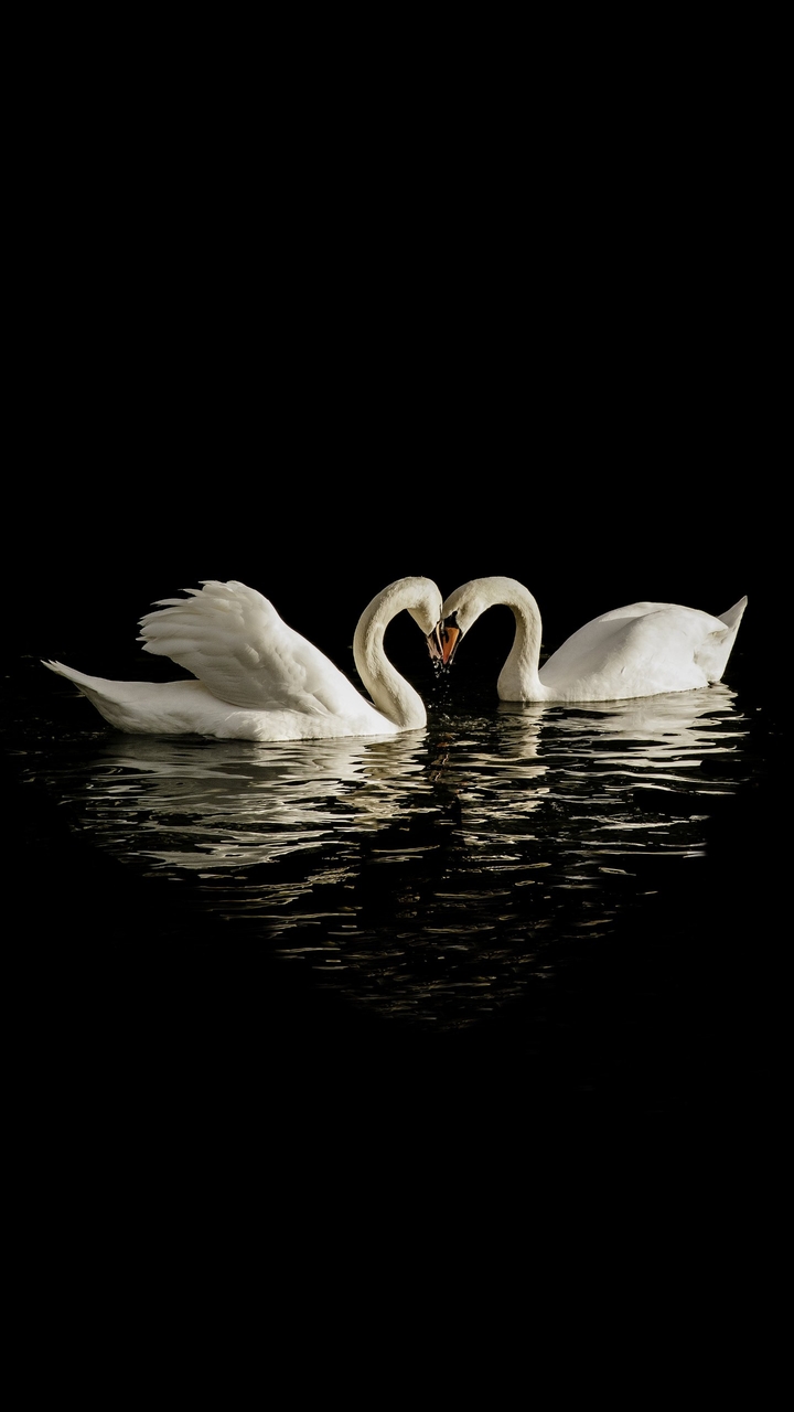 Love Bird