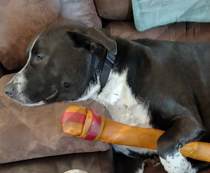 bone dreams