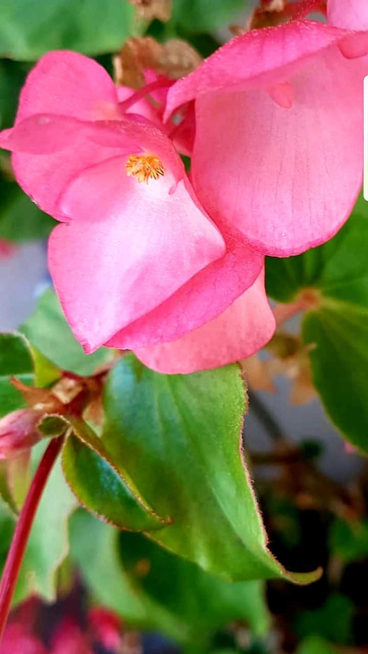 fiore