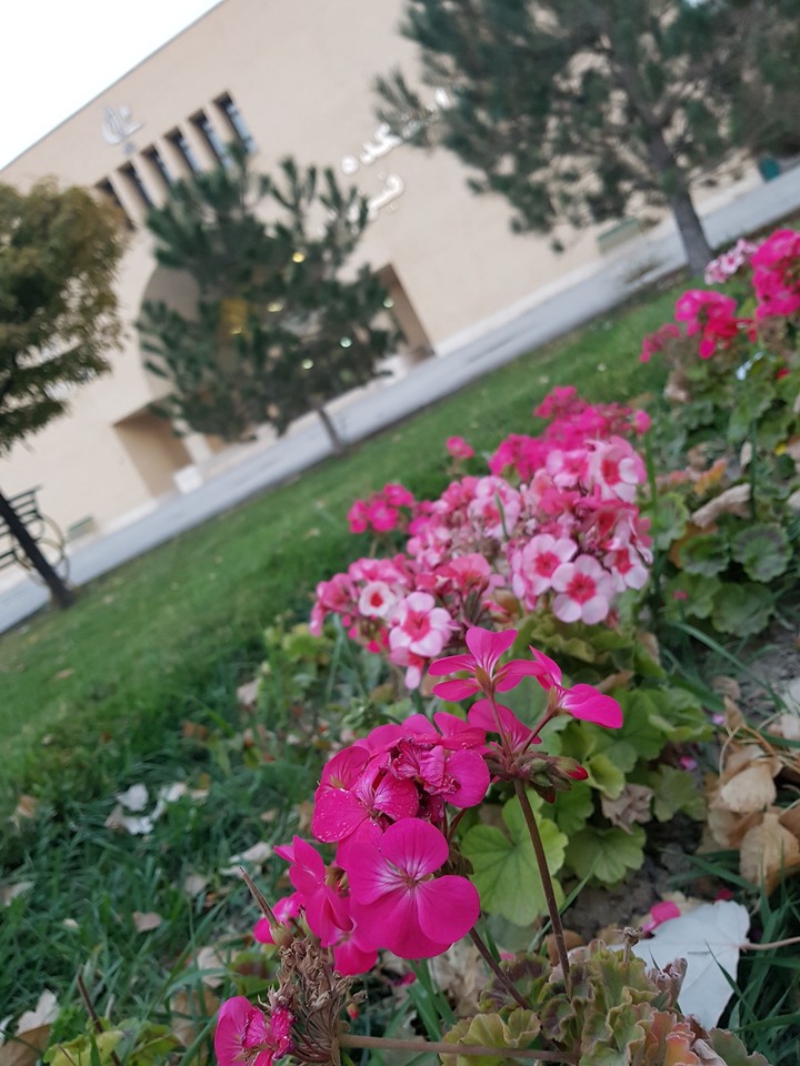 flowers of Faculty of Physics