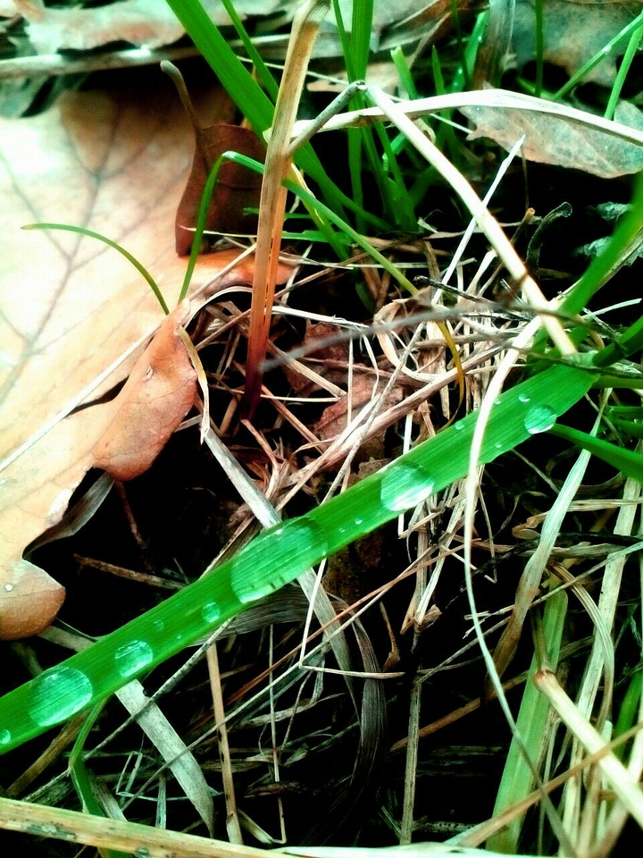 Raindrops on the grass