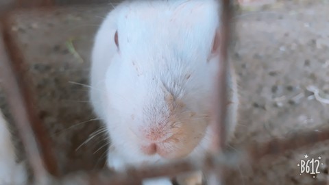 Rabbit
