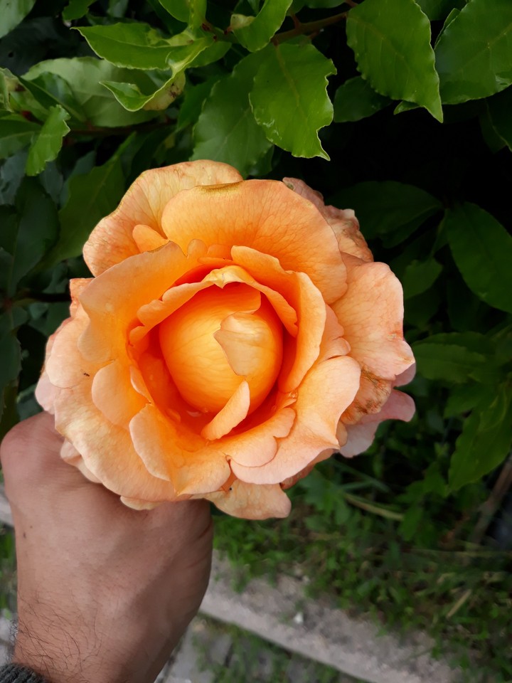fiore