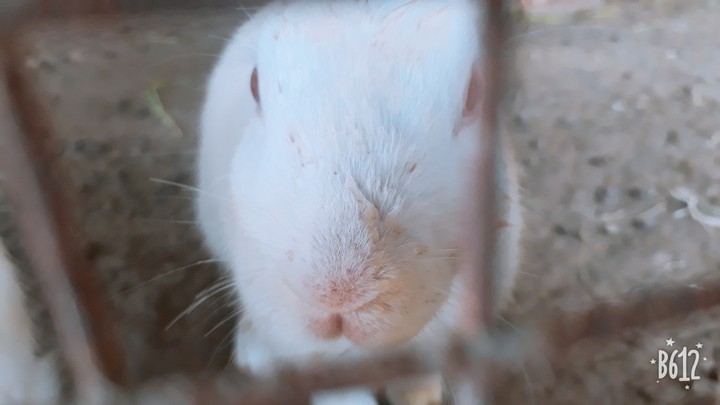 Rabbit