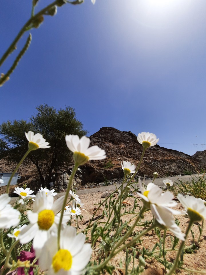White Flower
