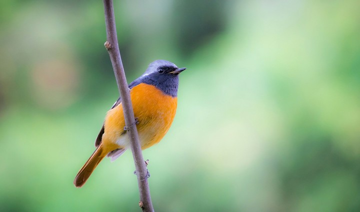 bird