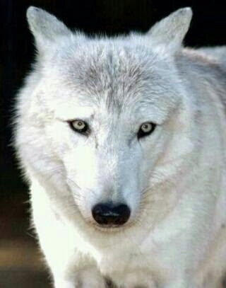 wolf