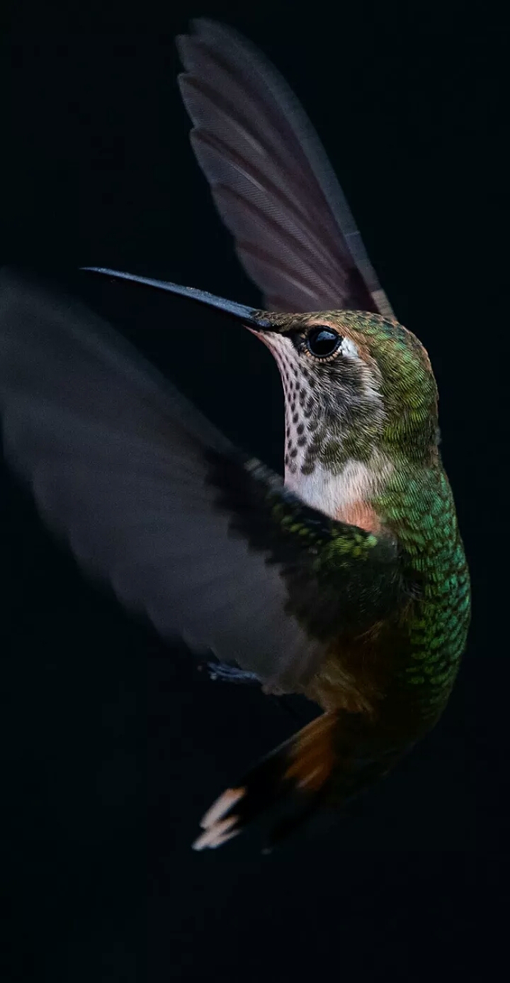 bird