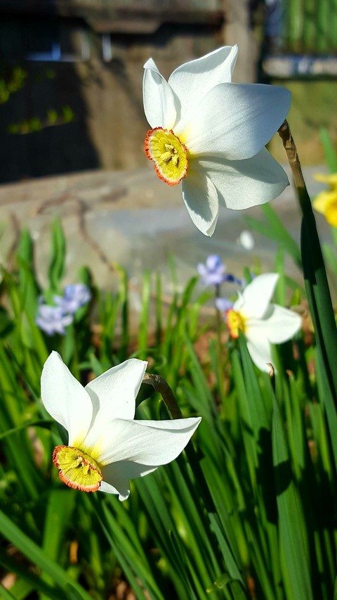 sfondi narcissus, flower
